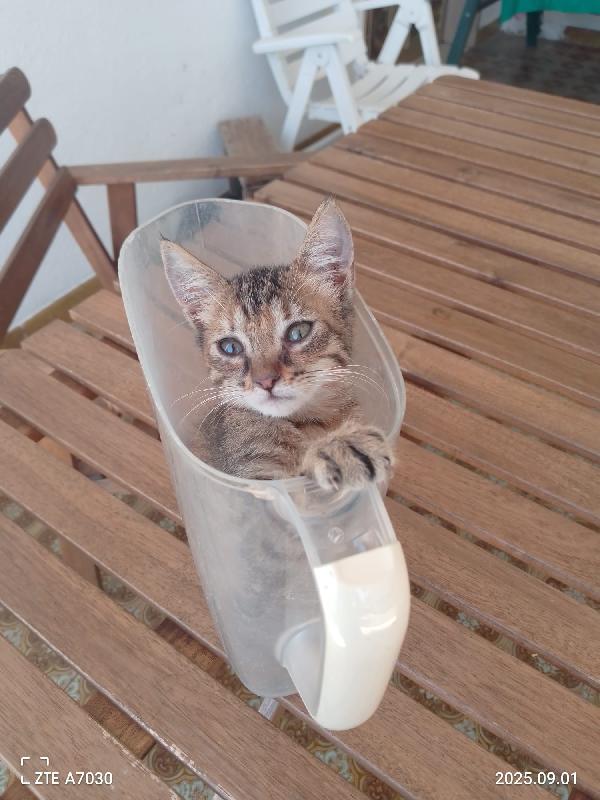 🐾 “Melissa, il tuo sorriso in formato micina” Foto 5